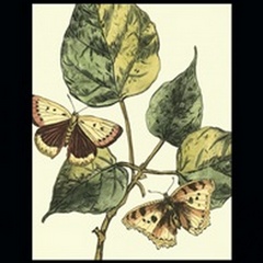 Butterflies and Leaves II