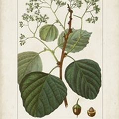 Antique Turpin Botanical IV