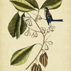 Catesby The Finch Creeper, Pl. T64
