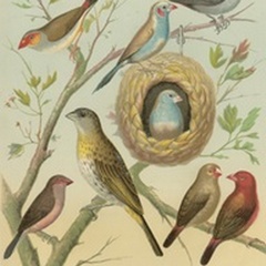 Birdwatcher's Delight I