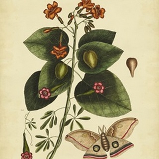Catesby Moth, Pl. T91