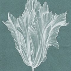 Monochrome Tulip V