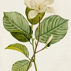 Magnolia Flowers I