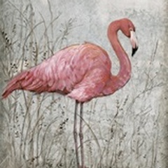 American Flamingo I