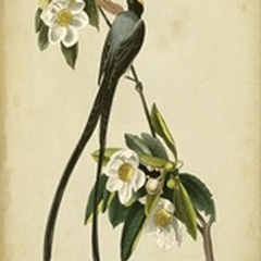 Audubon Fork-tailed Flycatcher