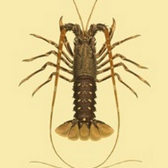 Antique Lobster IV