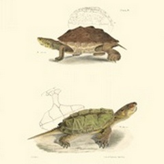 Antique Turtles II
