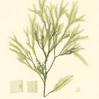 Bradbury Seaweed I