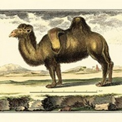 Diderot Camel