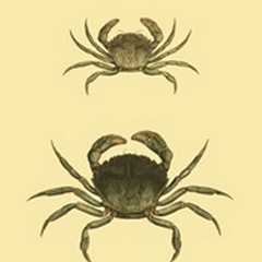 Antique Crab I