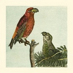 Mini Vintage Birds I