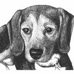 Lindy the Beagle
