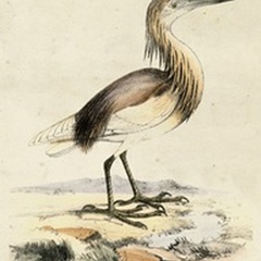 Antique Heron I
