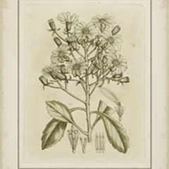 Tinted Botanical I