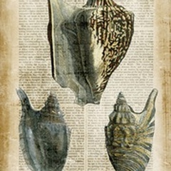 Antiquarian Seashells I