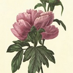 Boudoir Flower III