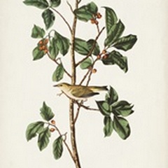 Pl. 154 Tennessee Warbler