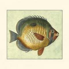 Small Butterfly Fish I