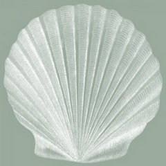 Seabreeze Shells II