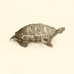 Sepia Turtle I