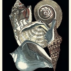 Seashell Anthology I