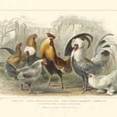 Roosters and Hens