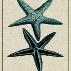 Coastal Starfish III