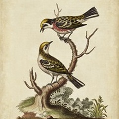 Edwards Bird Pairs II