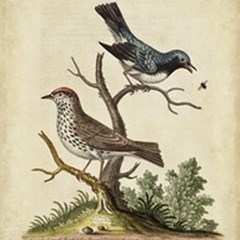 Edwards Bird Pairs V