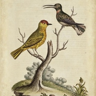 Edwards Bird Pairs IV