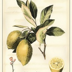 Tuscan Fruits II