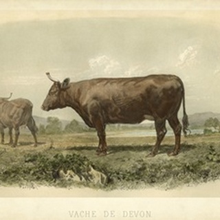 Vache De Devon