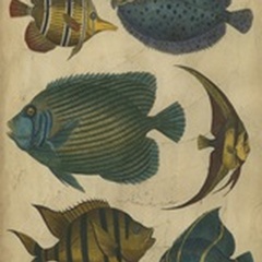 Goldsmith's Spinous Fishes