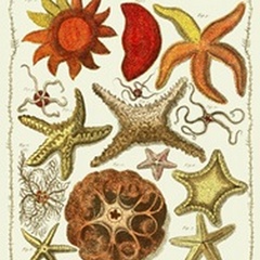 Starfish and Sea Urchins a