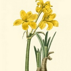 Yellow Narcissus I