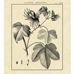 Vintage Botanical Study IV