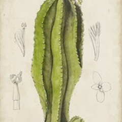 Antique Cactus VI