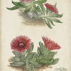 Antique Cactus V