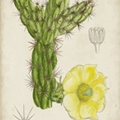 Antique Cactus I