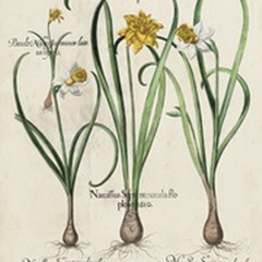 Besler Narcissus I