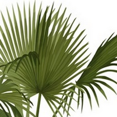 Fan Palm 1, Green on White