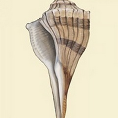 Neutral-Toned Seashells IV
