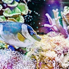 Vibrant Reef III