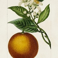 Antique Citrus Fruit I