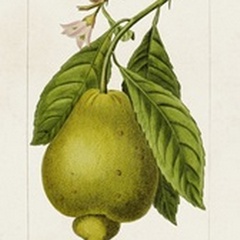 Antique Citrus Fruit III