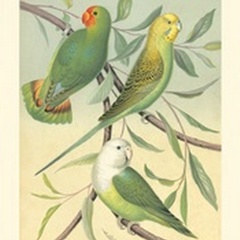 Cassell's Parakeets I