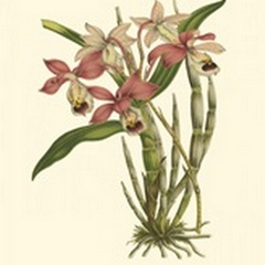 Blushing Orchids II