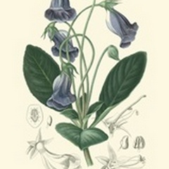 Floral Botanique I