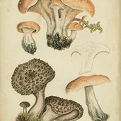 Antique Mushrooms I