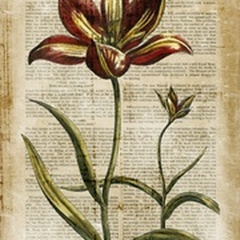 Antiquarian Tulips I